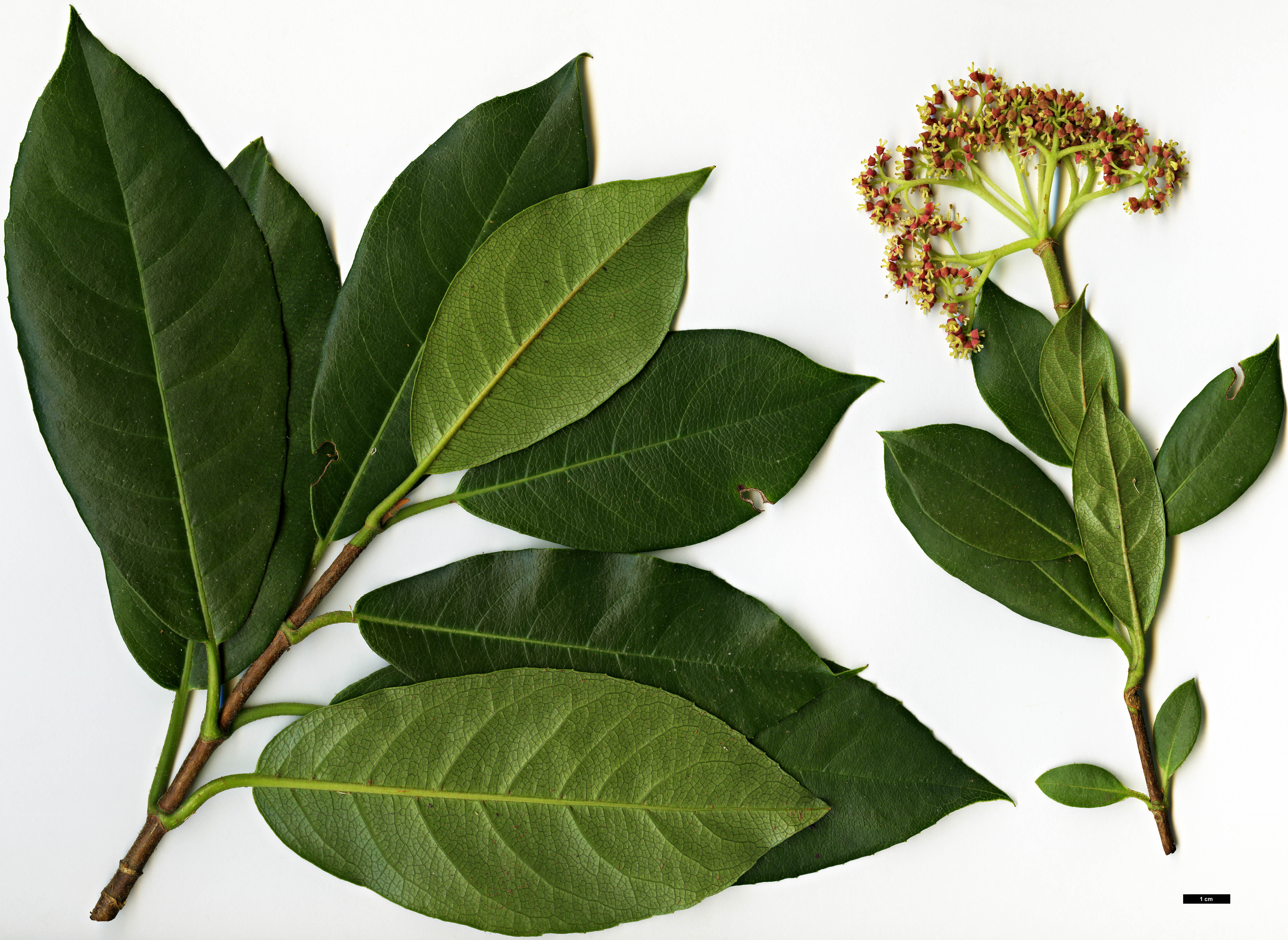 High resolution image: Family: Hydrangeaceae - Genus: Hydrangea - Taxon: peruviana × H.serratifolia High resolution image: Family: Hydrangeaceae - Genus: Hydrangea - Taxon: peruviana × H.serratifolia